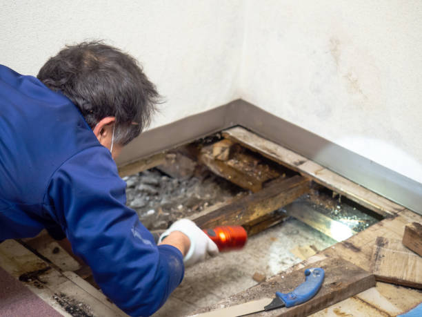 Best DIY Mold Remediation Support Services in Eldorado At Santa Fe, NM