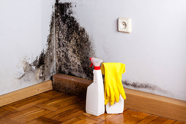 Best Post-Flood Mold Remediation in Eldorado At Santa Fe, NM