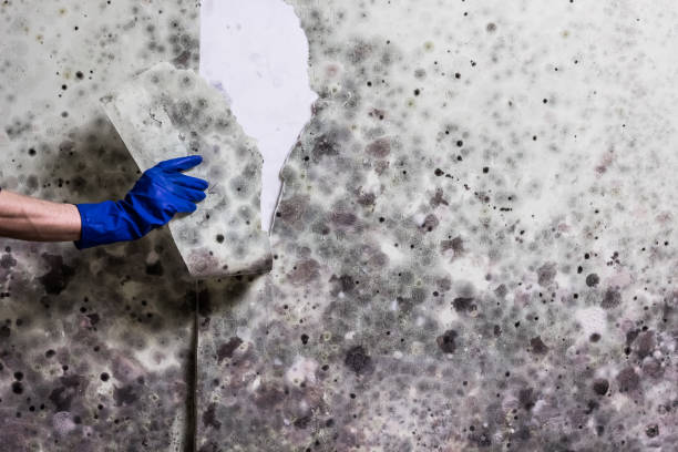 Best Health and Safety Mold Remediation in Eldorado At Santa Fe, NM
